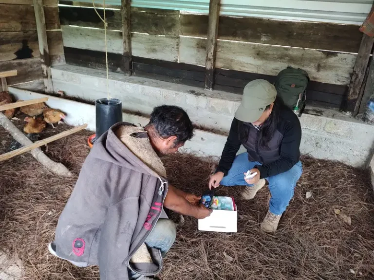 AT vacunacion de aves mixes