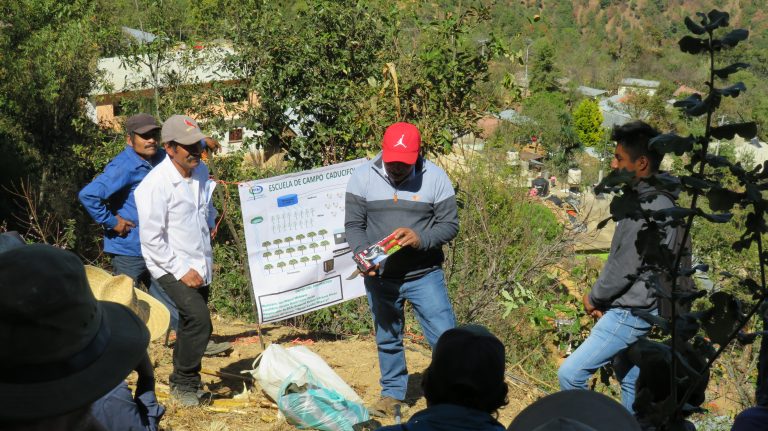 EC Caducifolio Llanp verde 2023