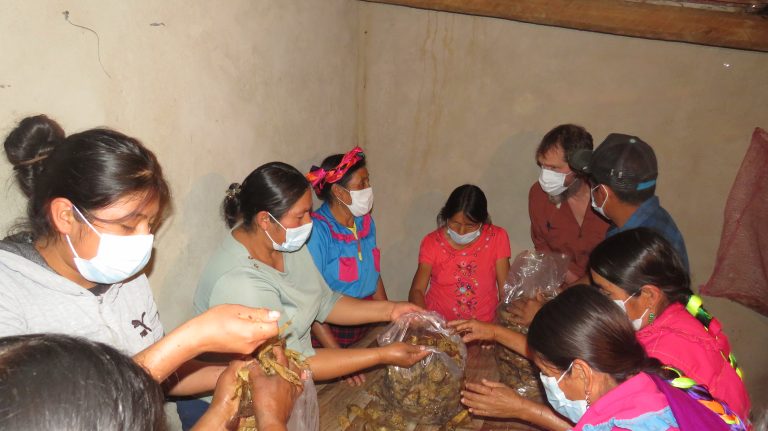 Ec Hongo Seta rastrojo LV2023