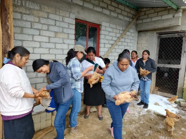 Vacunacion de aves Sib
