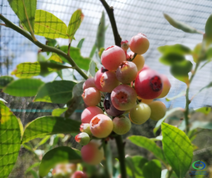 Moras-Ar谩ndanos-regi贸n mixteca