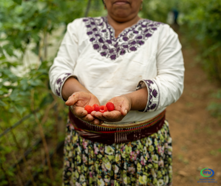 Productora de moras de la región Mixes
